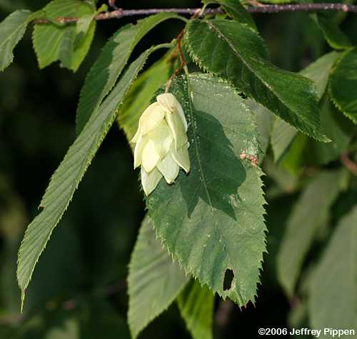 American Hophornbeam (Ostrya virginiana)