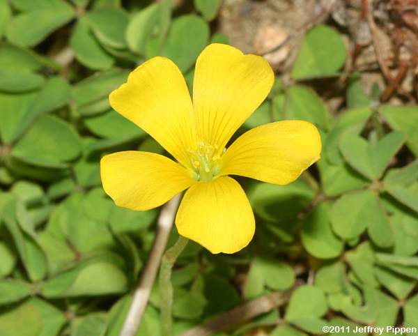 Creeping Wood Sorrel (Oxalis corniculata)