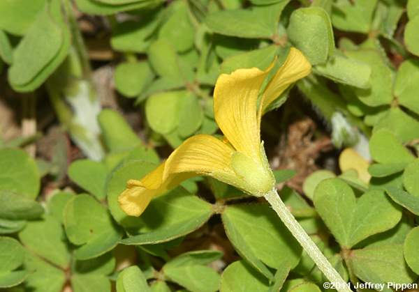 Creeping Wood Sorrel (Oxalis corniculata)