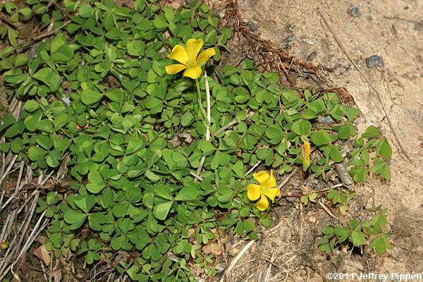 Creeping Wood Sorrel (Oxalis corniculata)