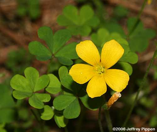 Yellow Wood Sorrel (Oxalis stricta)