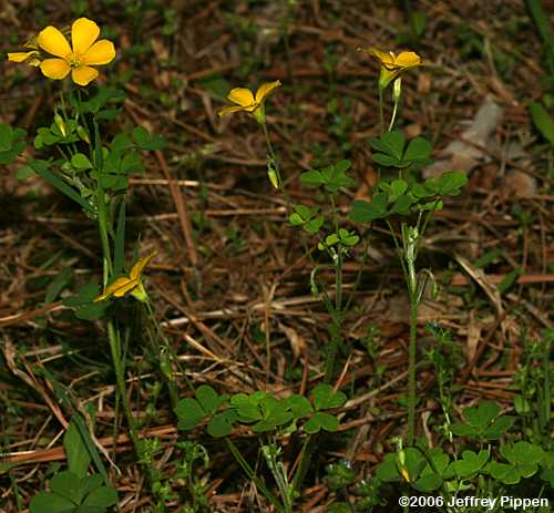 Yellow Wood Sorrel (Oxalis stricta)