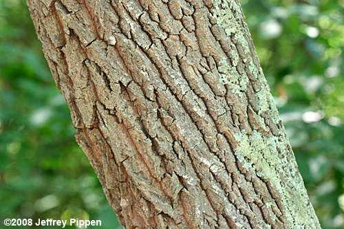 Sourwood (Oxydendrum arboreum)