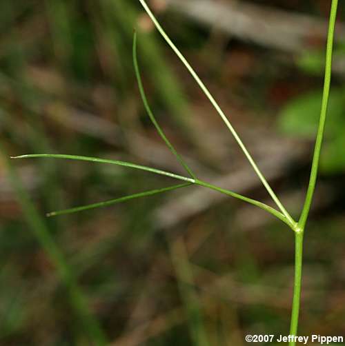 Savanna Cowbane, Piedmont Cowbane (Oxypolis ternata)