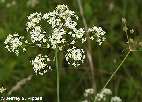 Stiff Cowbane (Oxypolis rigidior)