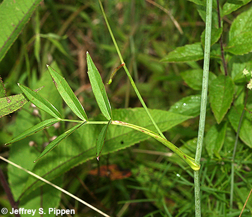 Stiff Cowbane (Oxypolis rigidior)