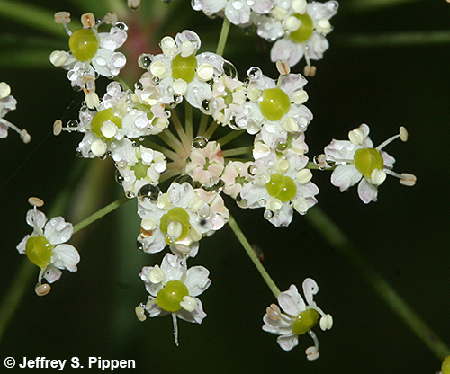 Stiff Cowbane (Oxypolis rigidior)