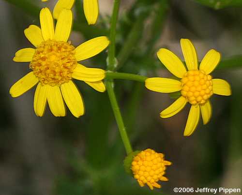Small's Ragwort, Southern Ragwort (Packera anonyma, Senecio anonymus, Senecio smallii)