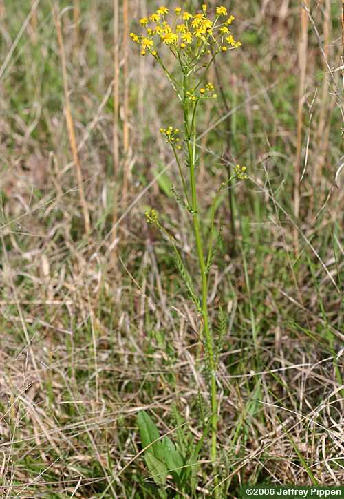 Small's Ragwort, Southern Ragwort (Packera anonyma, Senecio anonymus, Senecio smallii)