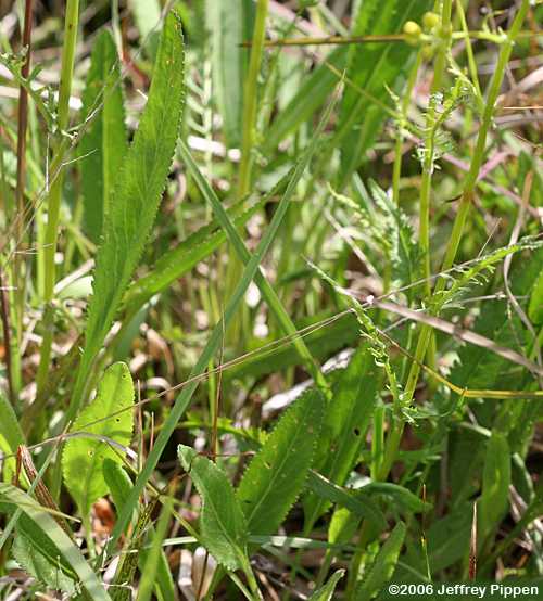 Packera (ragwort, groundsel)