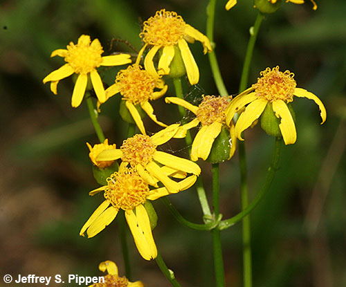 Packera (ragwort, groundsel)