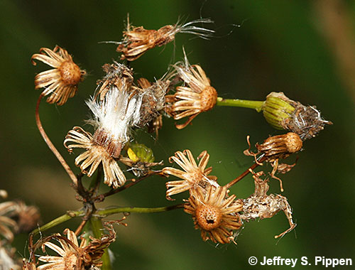 Packera (ragwort, groundsel)