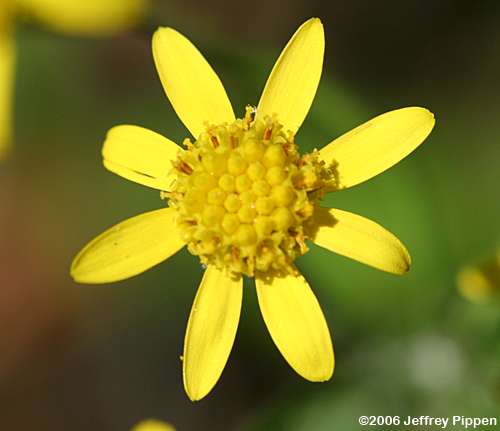 Packera (ragwort, groundsel)