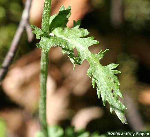 Packera (ragwort, groundsel)