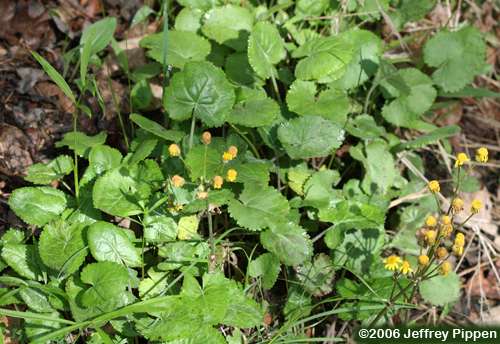 Golden Ragwort (Packera aurea)