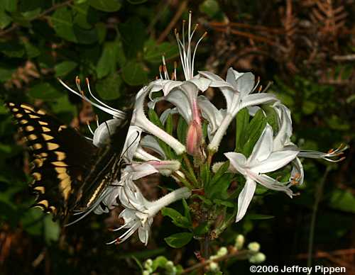 Palamedes Swallowtail on Dwarf Rhododendron