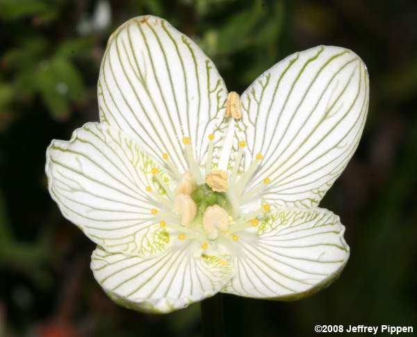Fen Grass of Parnassus (Parnassia glauca)