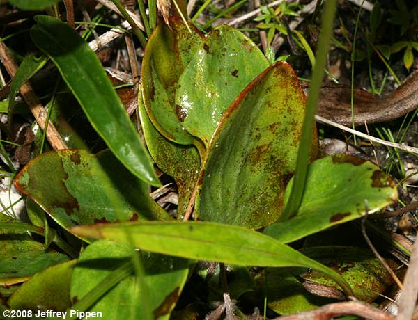 Fen Grass of Parnassus (Parnassia glauca)