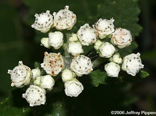 Glade Wild Quinine (Parthenium auriculatum)