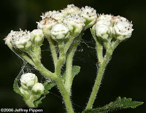 Wild Quinine (Parthenium auriculatum)