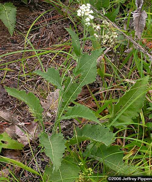 Wild Quinine (Parthenium auriculatum)