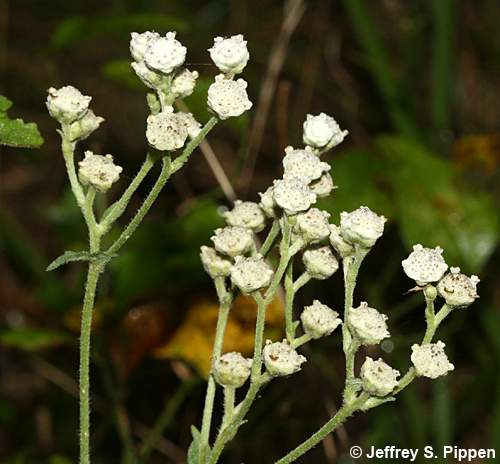 Glade Wild Quinine (Parthenium auriculatum)