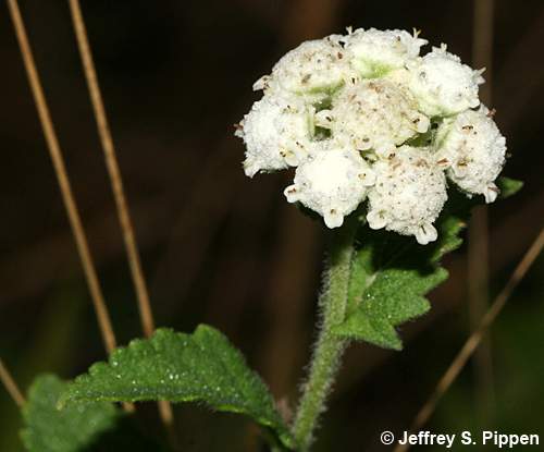 Glade Wild Quinine (Parthenium auriculatum)