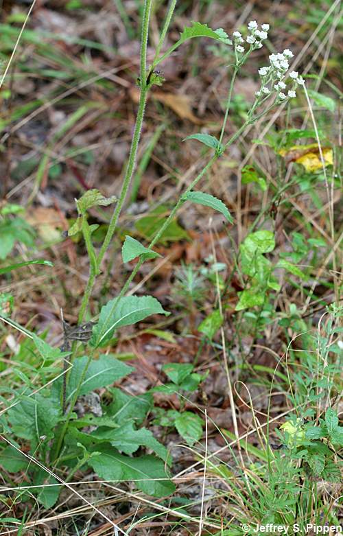 Glade Wild Quinine (Parthenium auriculatum)