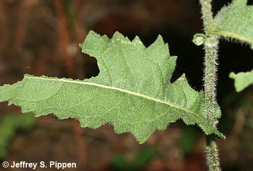 Glade Wild Quinine (Parthenium auriculatum)