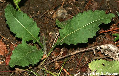 Glade Wild Quinine (Parthenium auriculatum)
