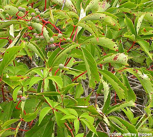 Parthenocissus (Virginia Creeper)