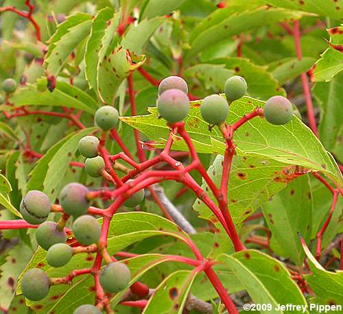 Parthenocissus (Virginia Creeper)