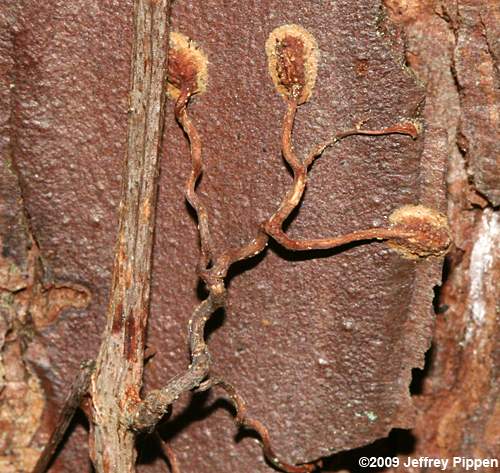 Parthenocissus (Virginia Creeper)