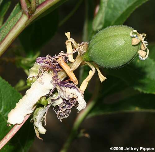 Maypops, Passionflower (Passiflora incarnata)