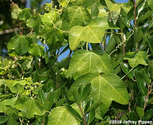 Yellow Passionflower (Passiflora lutea)