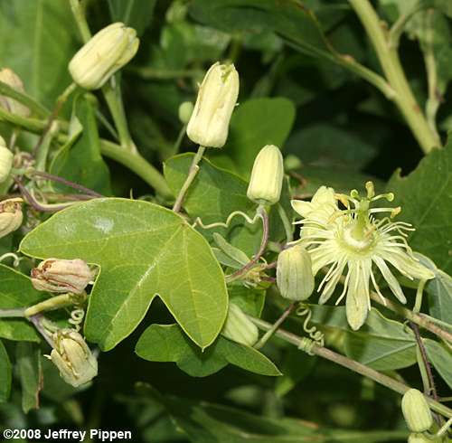 Yellow Passionflower (Passiflora lutea)