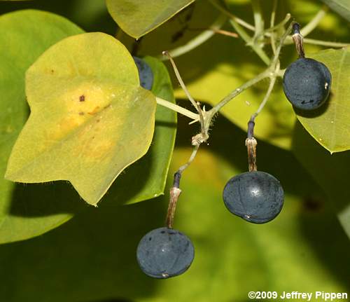 Yellow Passionflower (Passiflora lutea)