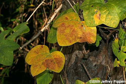 Yellow Passionflower (Passiflora lutea)