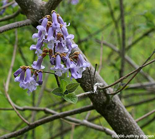 Princesstree (Paulownia tomentosa)