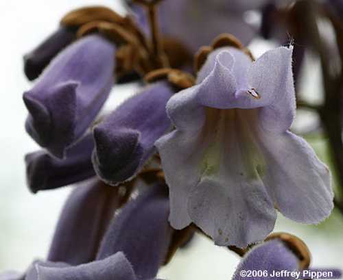 Princesstree (Paulownia tomentosa)
