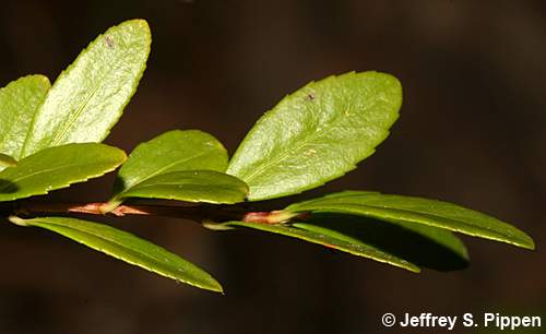 Oregon Boxleaf, Oregon Mountain-lover (Paxistima myrsinites)