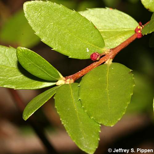 Oregon Boxleaf, Oregon Mountain-lover (Paxistima myrsinites)