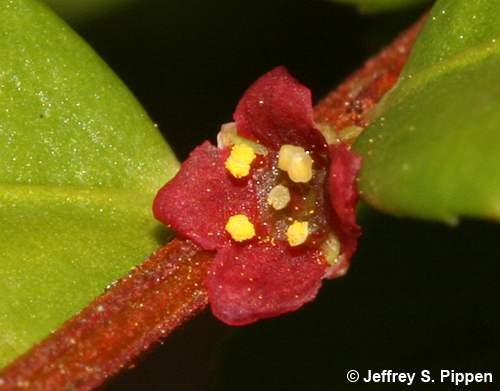 Oregon Boxleaf, Oregon Mountain-lover (Paxistima myrsinites)