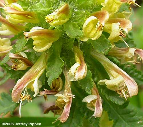 Wood-betony, Eastern Lousewort (Pedularis canadensis)