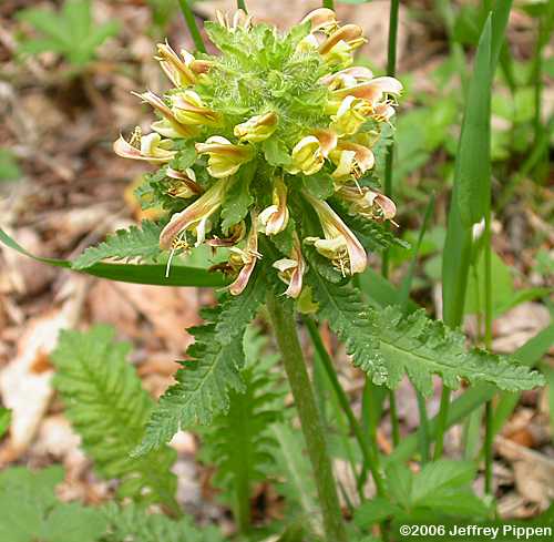 Wood-betony, Eastern Lousewort (Pedularis canadensis)