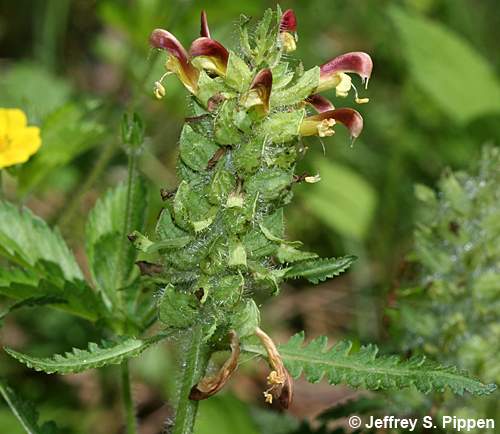 Wood-betony, Eastern Lousewort (Pedularis canadensis)