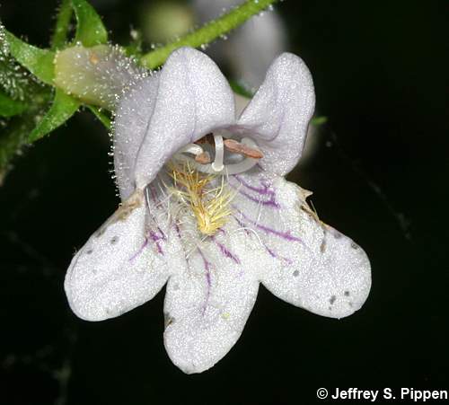beardtongue (Penstemon)