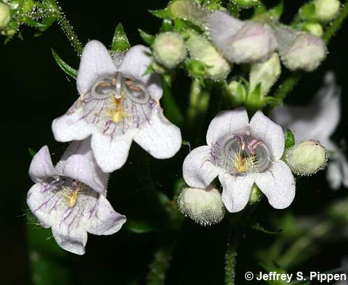 beardtongue (Penstemon)
