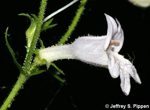 beardtongue (Penstemon)