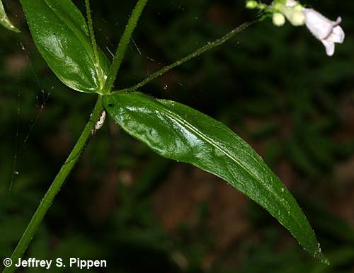 beardtongue (Penstemon)